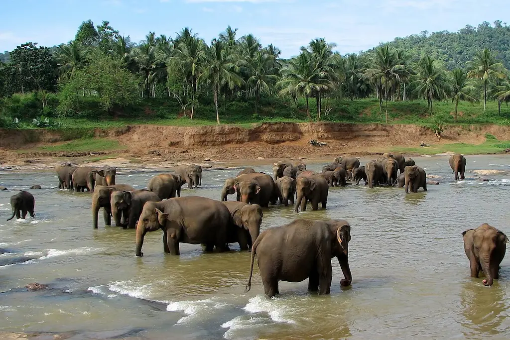 Pinnawala Elephant Orphanage