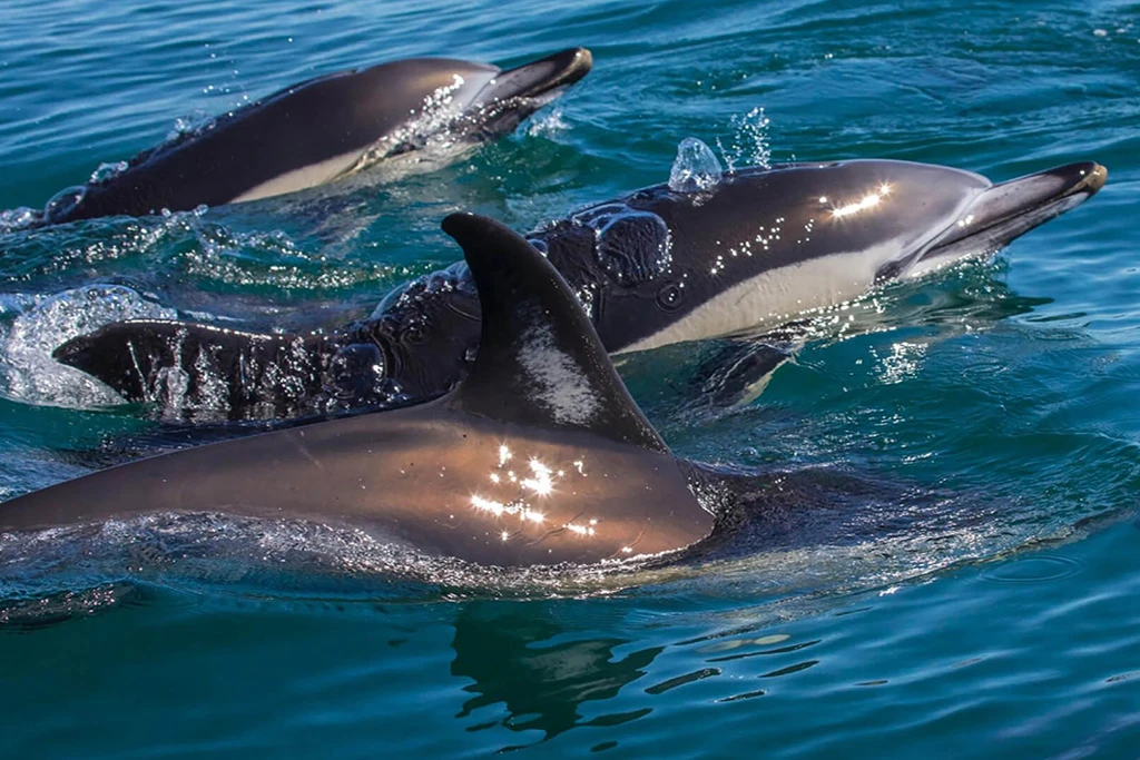 Dolphin and Whale Watching